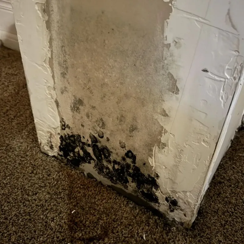 Professional Mold Removal in Rockport, IN